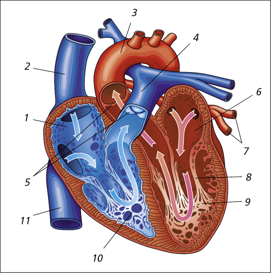 Рисунок сердца и функции. Биология анатомия человека сердце. Строение сердца 8 класс биология. Строение человеческого сердца. Строение сердца человека 8 класс биология.