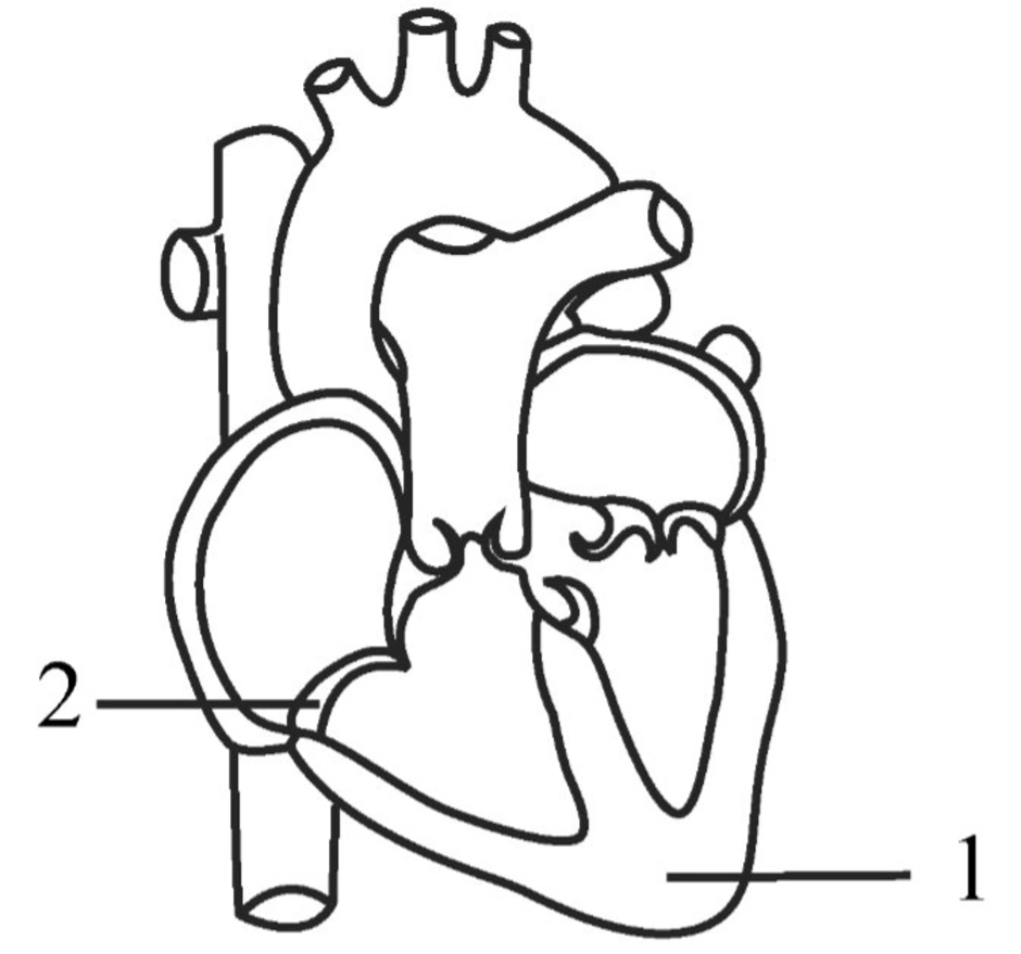 Какая структура сердца человека изображена на рисунке. Сердце ЕГЭ биология. Строение сердца ЕГЭ биология. Строение сердца ЕГЭ биология рисунок. Схема строения сердца человека ЕГЭ.