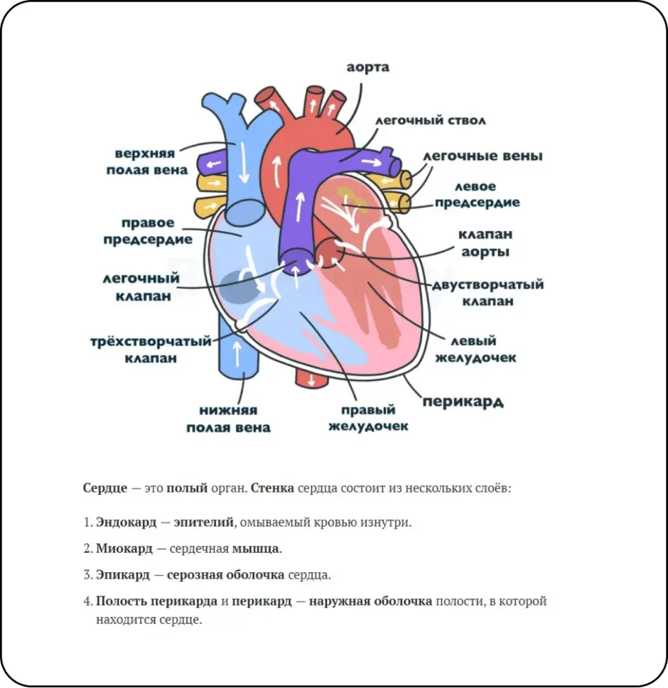 ЕГЭ биология анатомия строение сердца. Строение сердца схема с подписями. Строение сердца человека схема. Строение сердца человека ЕГЭ по биологии.