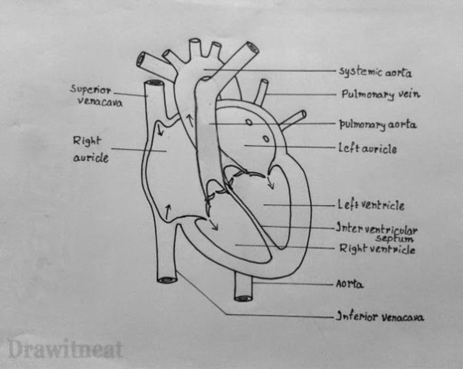 Анатомия сердца рисунок карандашом