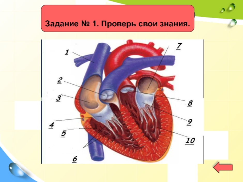 Сердце биология тест. Строение сердца 8 класс биология. Сердце человека анатомия 8 класс.