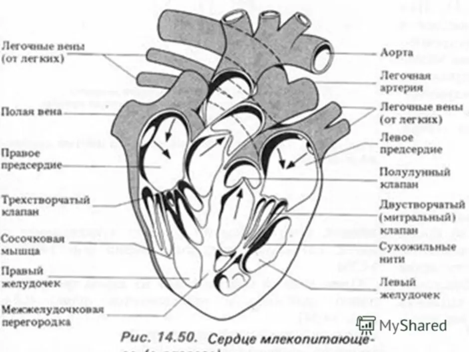 Какая структура сердца человека изображена на рисунке. Строение сердца животных анатомия. Строение сердца анатомия человека с подписями. Нарисовать схему строения сердца. Структура сердца млекопитающих схема.