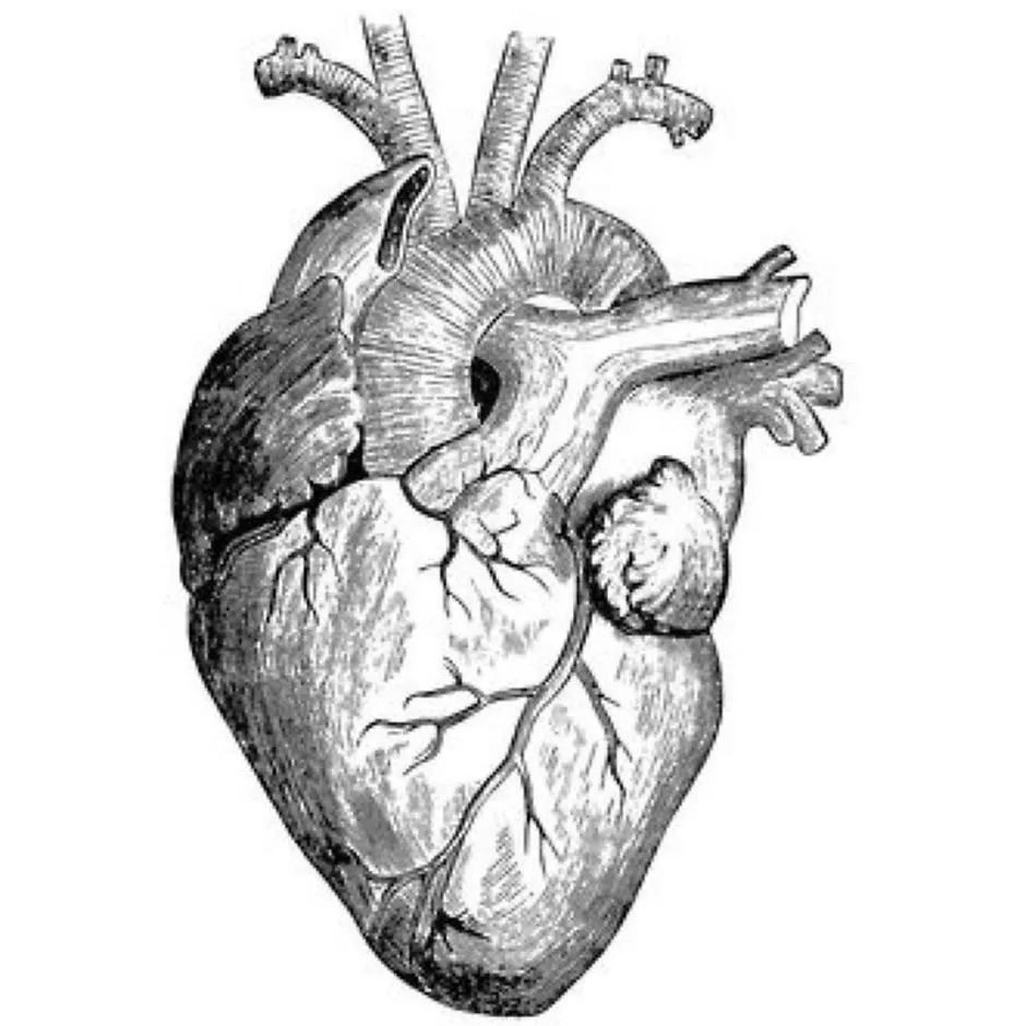 Heart draw. Человеческое сердце анатомия. Сердце Анатомическое изображение.