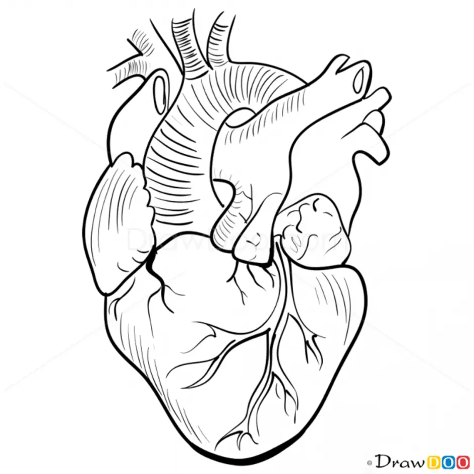 Как нарисовать человеческое сердце