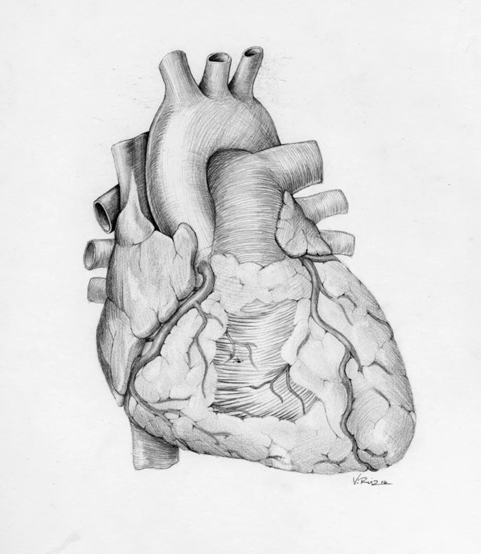 Орган сердце человека рисунок. Сердце анатомия.