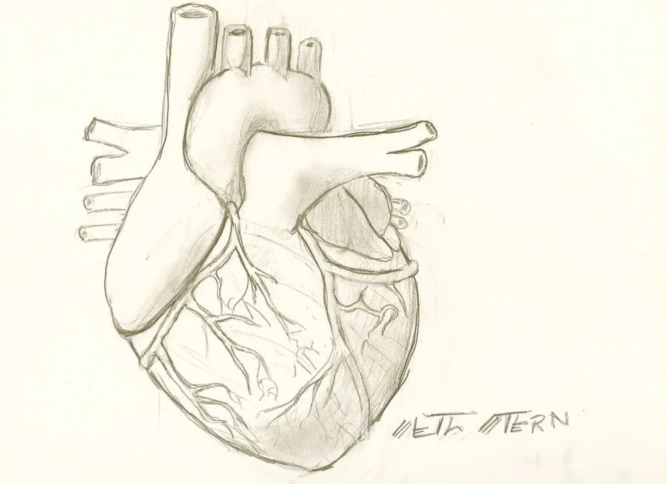 Как легко нарисовать человеческое сердце