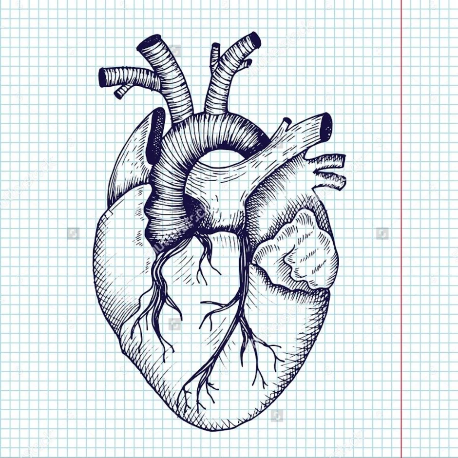 Сердце рисунок карандашом цветной