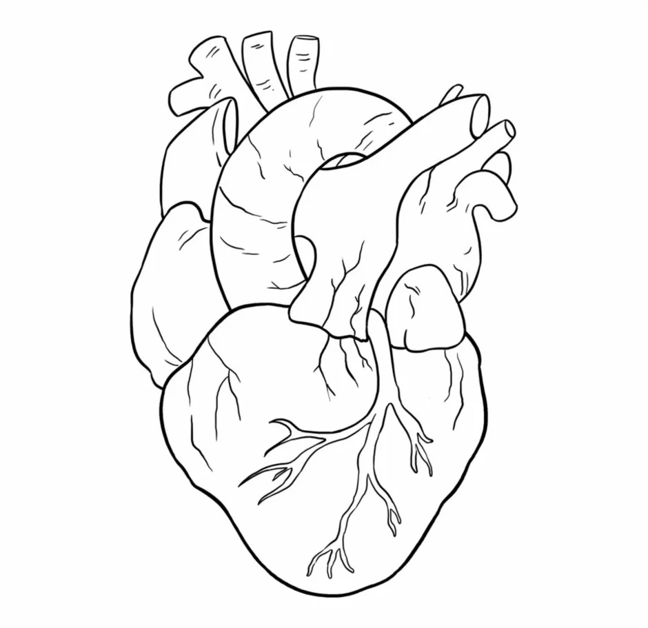 Человеческое сердце рисунок легкий