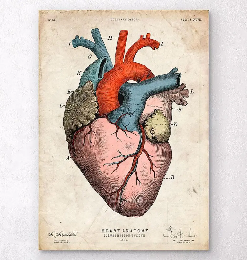 Сердце человека литература. Человеческое сердце картина. Анатомическое сердце человека.