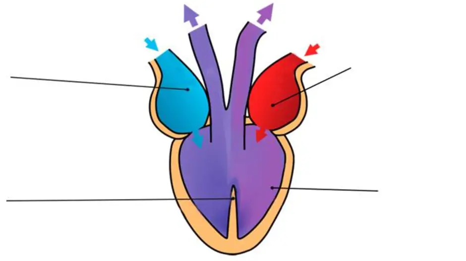 Сердце рептилий состоит. Строение сердца пресмыкающегося схема. Строение сердца лягушки. Земноводные строение сердца. Схема строения сердца земноводных.