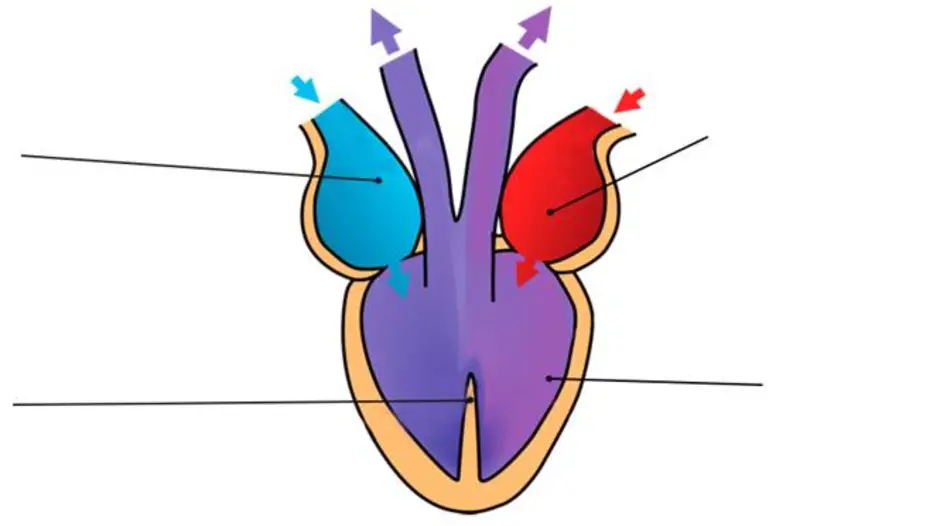 Неполная перегородка в сердце у земноводных. Строение сердца пресмыкающегося схема. Схема строения сердца земноводных. Строение сердца земноводных. Строение сердца лягушки рисунок с подписями.