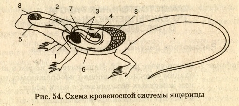 Картинка сердце пресмыкающихся