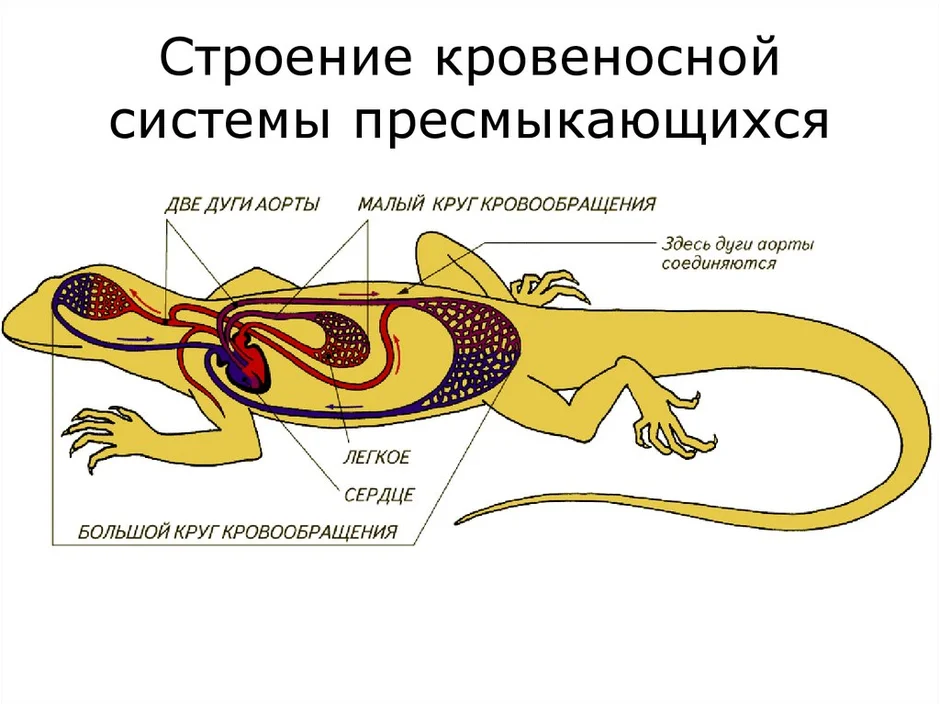 Схема сердца пресмыкающихся