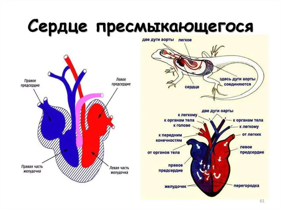 Каким номером на рисунке обозначено сердце появившееся у первых истинных наземных позвоночных