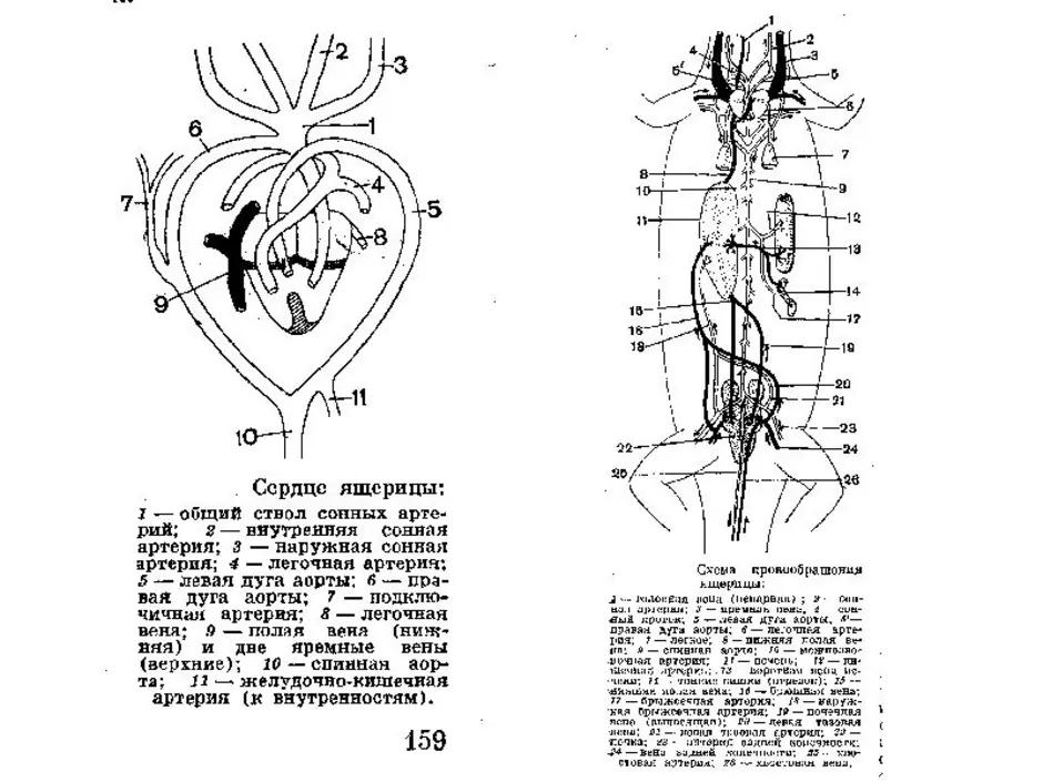 Строение сердца ящерицы прыткой. Схема строения сердца строение прыткой ящерицы. Сердце ящерицы схема. Кровеносная система кавказской агамы.