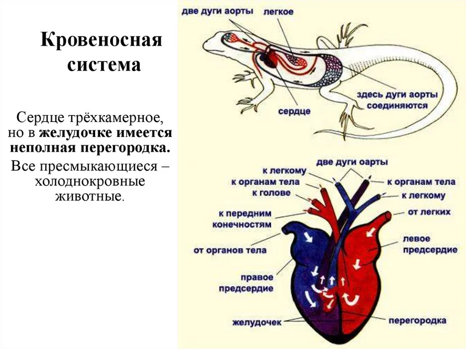 Схема сердца пресмыкающихся