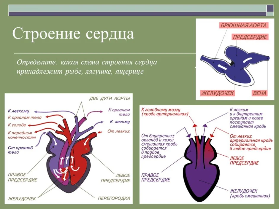 На рисунке схематически изображено строение сердца для какого класса хордовых характерно такое