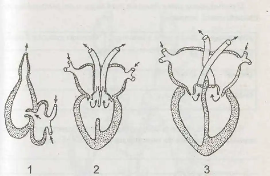 У земноводных сердце трехкамерное с неполной перегородкой. Яйцевод пресмыкающихся. Строение сердца пресмыкающихся. Строение сердца рептилий. Строение сердца земноводных.