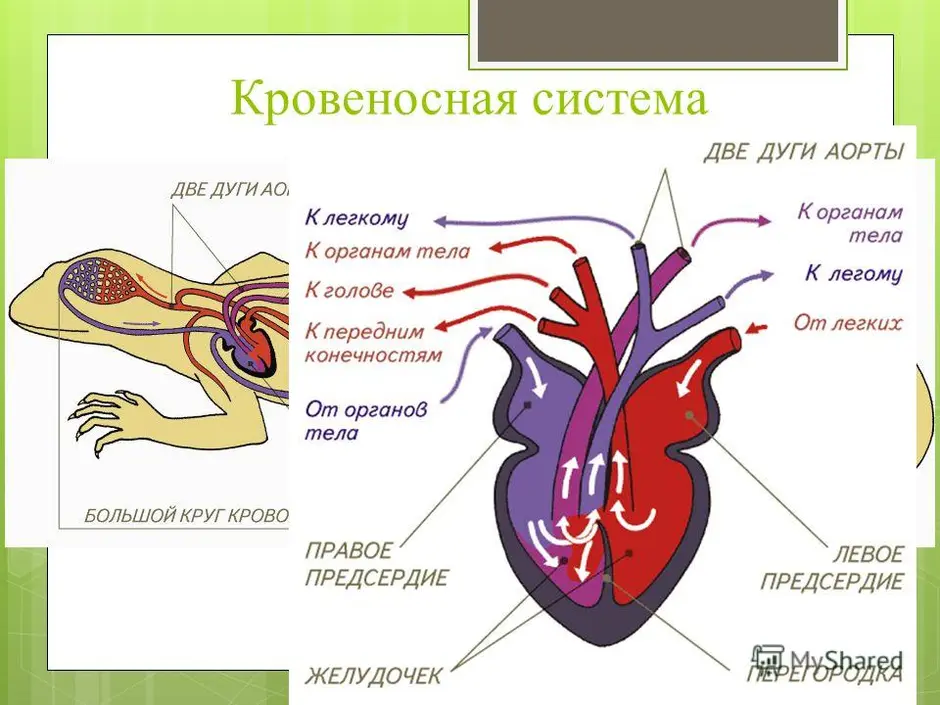 Схема сердца пресмыкающихся