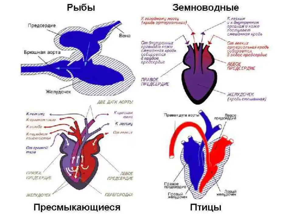 Сердце пресмыкающихся отличается от сердца земноводных. Строение сердца амфибий. Строение сердца пресмыкающихся. Строение сердца у пресмыкающиесч. Схема строения кровеносной системы земноводных.