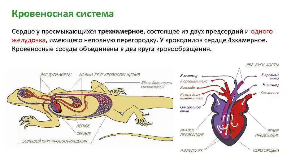 Пресмыкающиеся кровеносные сосуды. Круги кровообращения рептилий схема. Кровеносная система система рептилий. Внутреннее строение пресмыкающихся кровеносная система. Кровеносная система у пресмыкающиеся и рептилии.