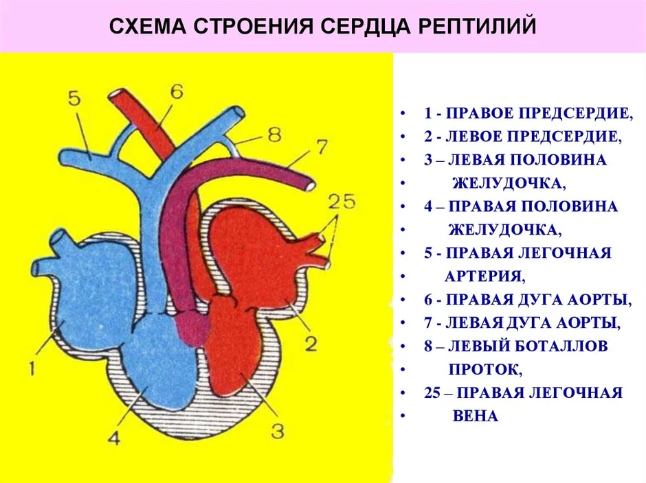 Какой цифрой на рисунке обозначена аорта