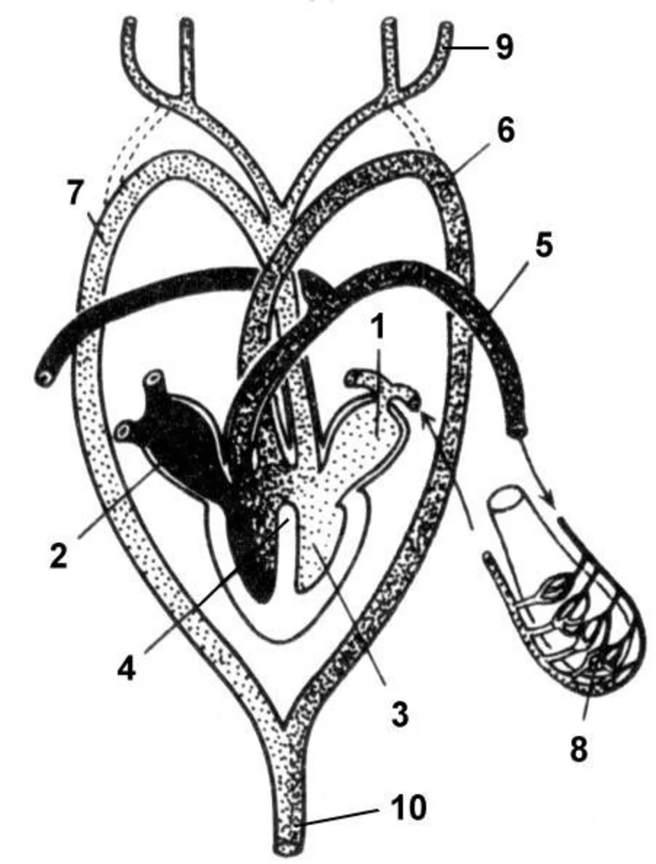Камеры сердца у рептилий. Кровеносная система рептилий схема сердце. Строение сердца пресмыкающихся. Схема кровеносной системы ящерицы. Строение сердца ящерицы.