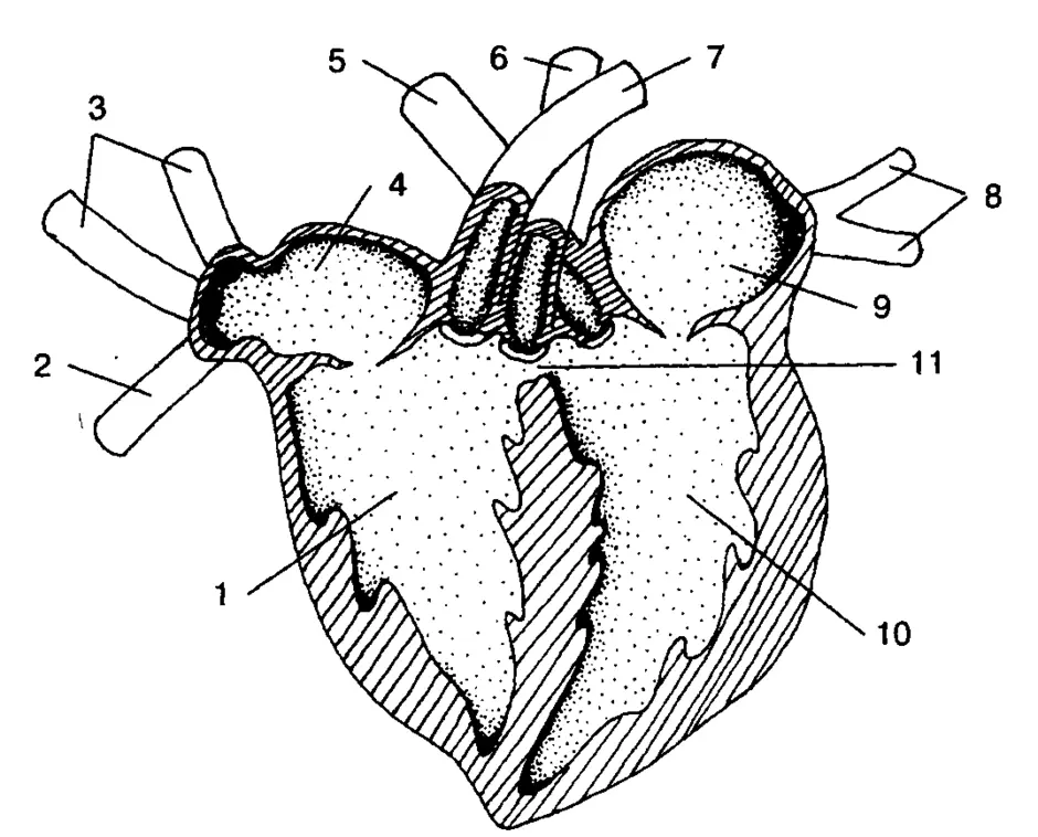 Схема сердца пресмыкающихся