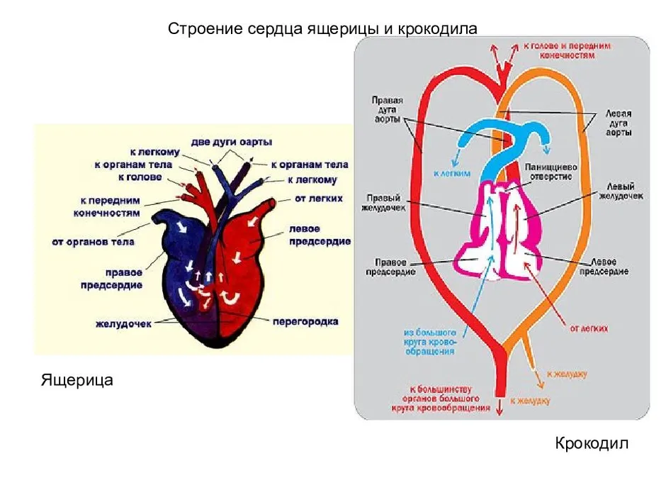 Картинка сердце пресмыкающихся