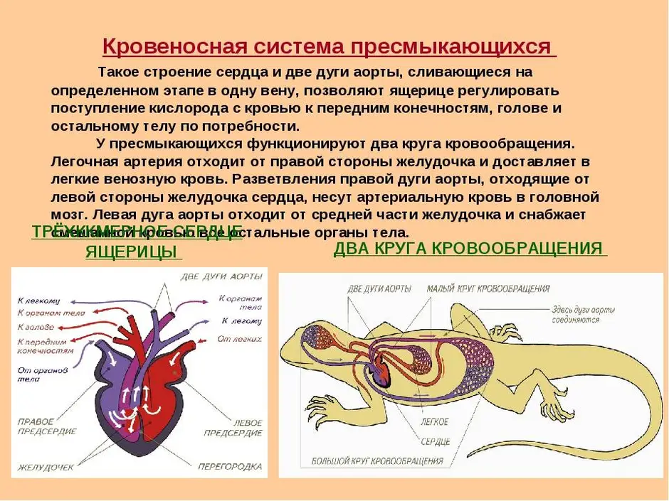 Схема сердца пресмыкающихся