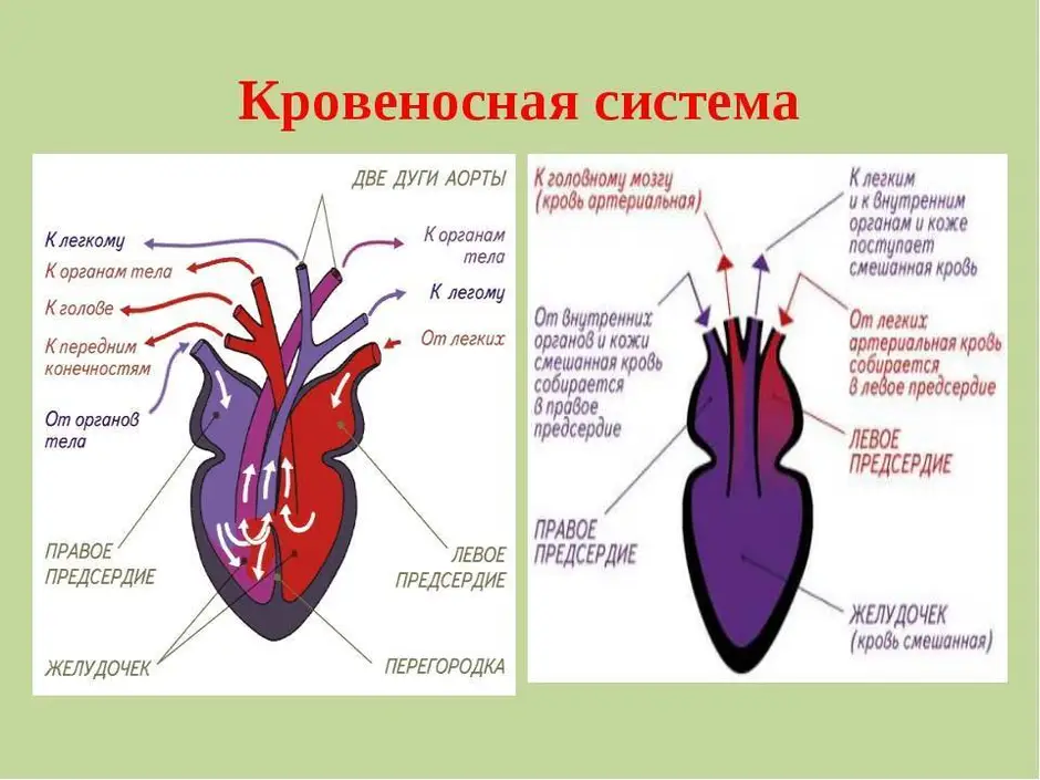 Схема сердца пресмыкающихся