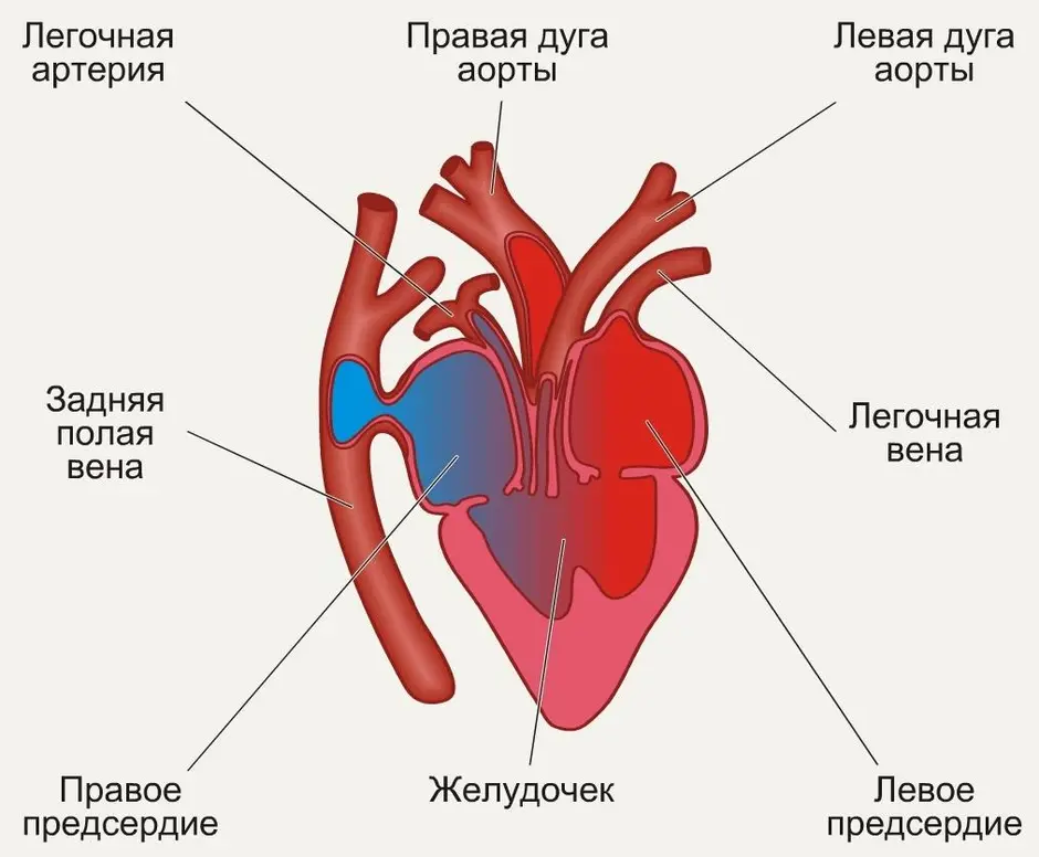 Схема сердца пресмыкающихся