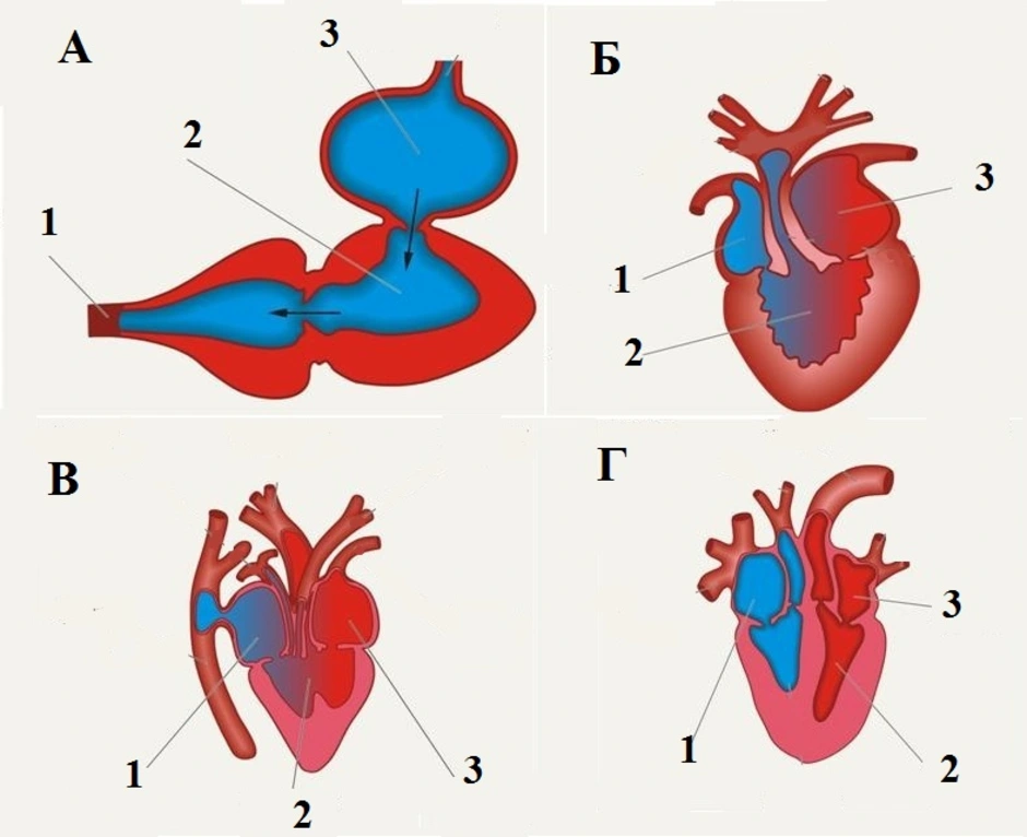 На рисунке схематично изображено строение сердца рыбы земноводного пресмыкающегося птицы