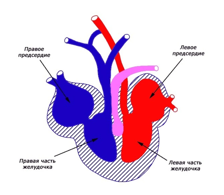 4 сердце пресмыкающихся состоит из. Схема строения сердца рептилий. Трёхкамерное сердце строение. Строение сердца пресмыкающихся. Строение сердца пресмыкающегося схема.