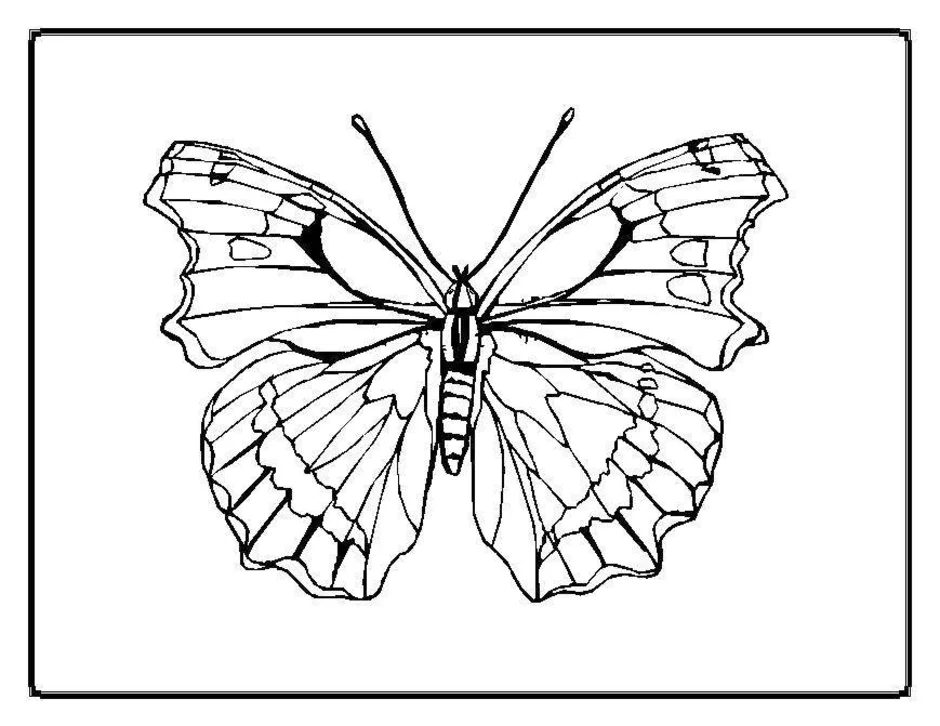 Симметричные бабочки рисунки