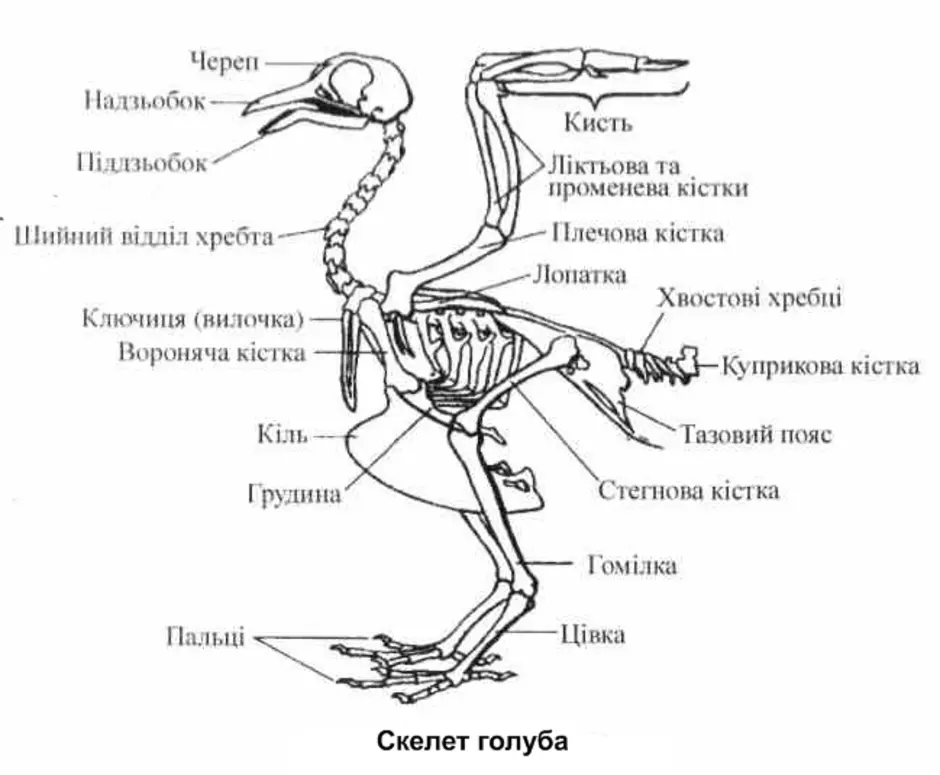 Практическая работа по биологии скелет птицы