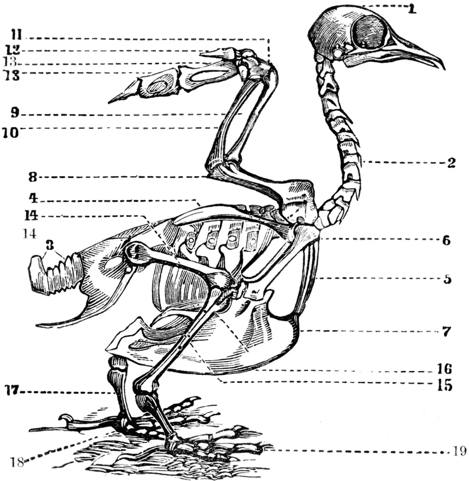 Рисунок скелета голубя