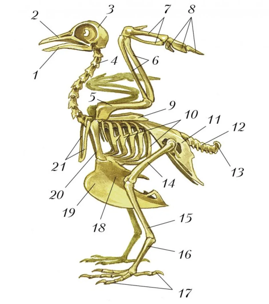 Рассмотрите рисунок напишите названия костей скелета птицы обозначенных цифрами