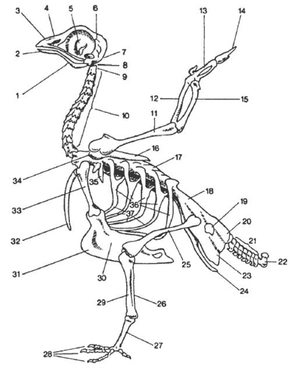 Скелет птицы схема