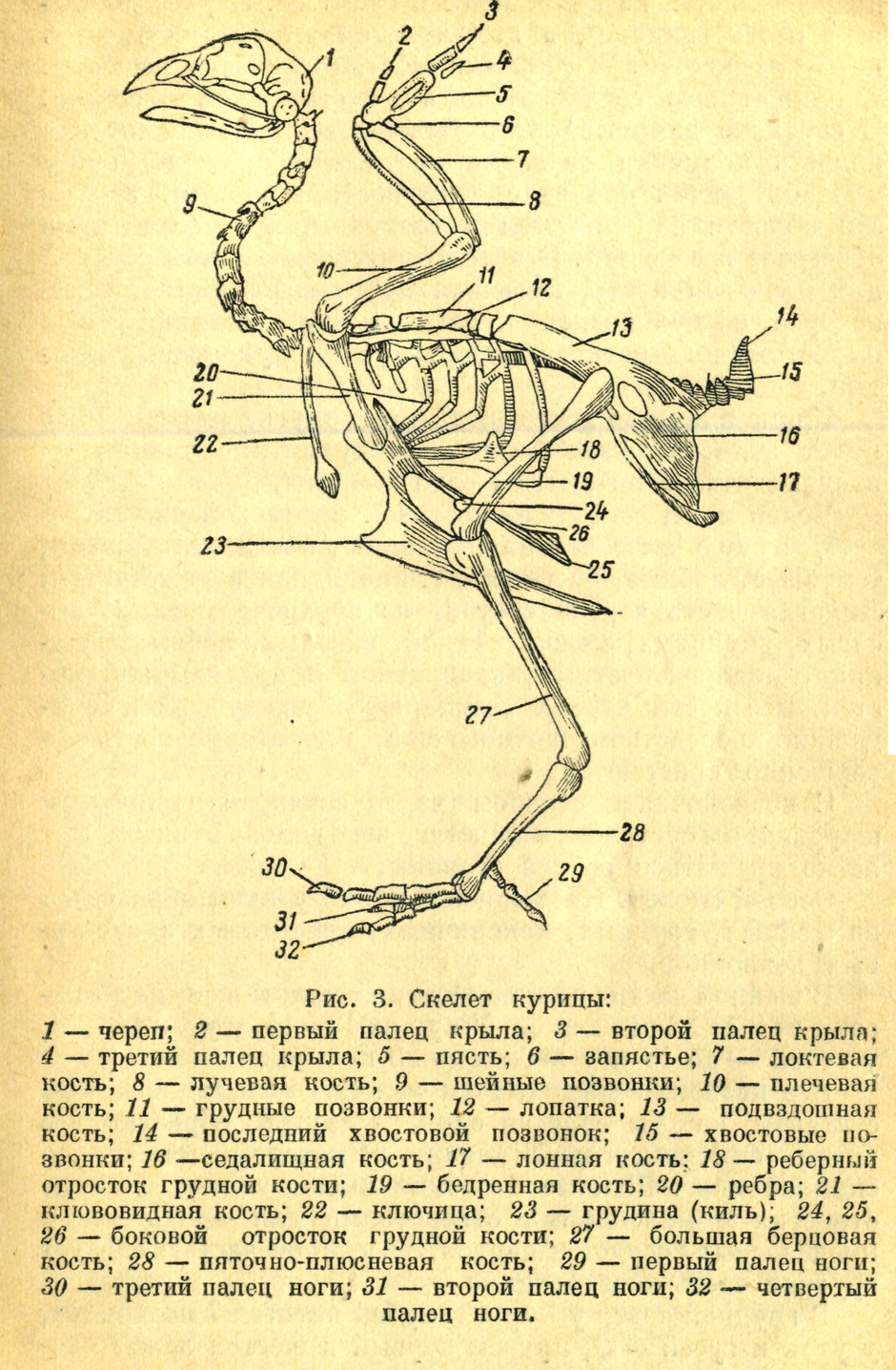 Рисунок скелета голубя