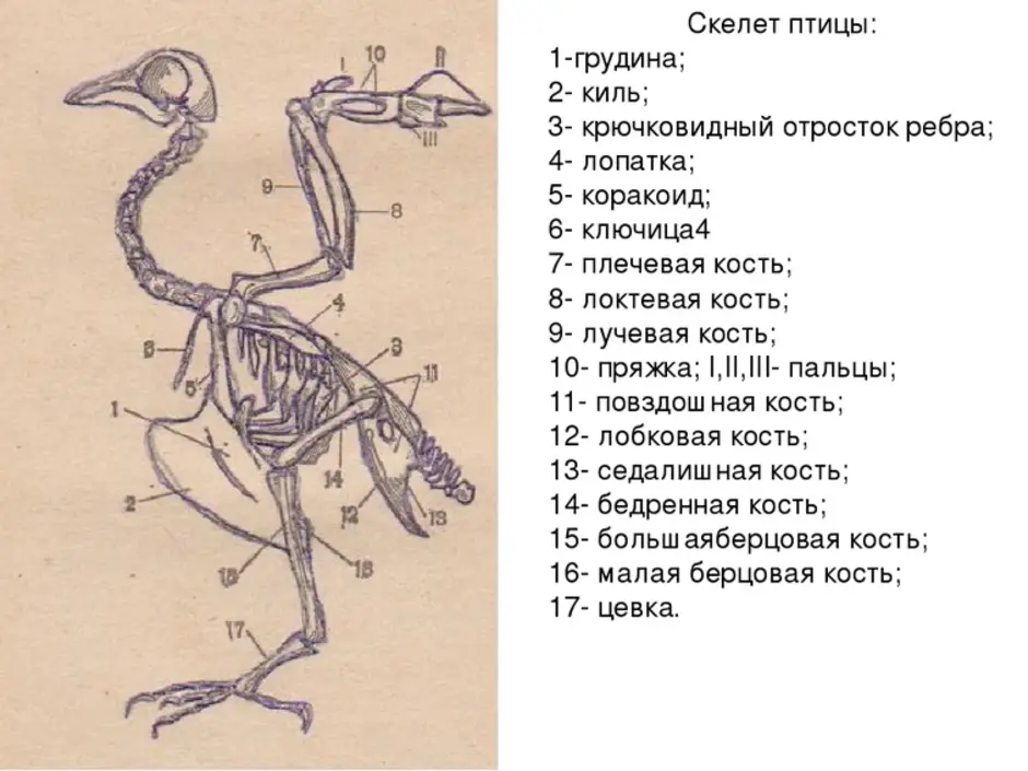 Рассмотрите рисунок напишите названия костей скелета птицы обозначенных цифрами