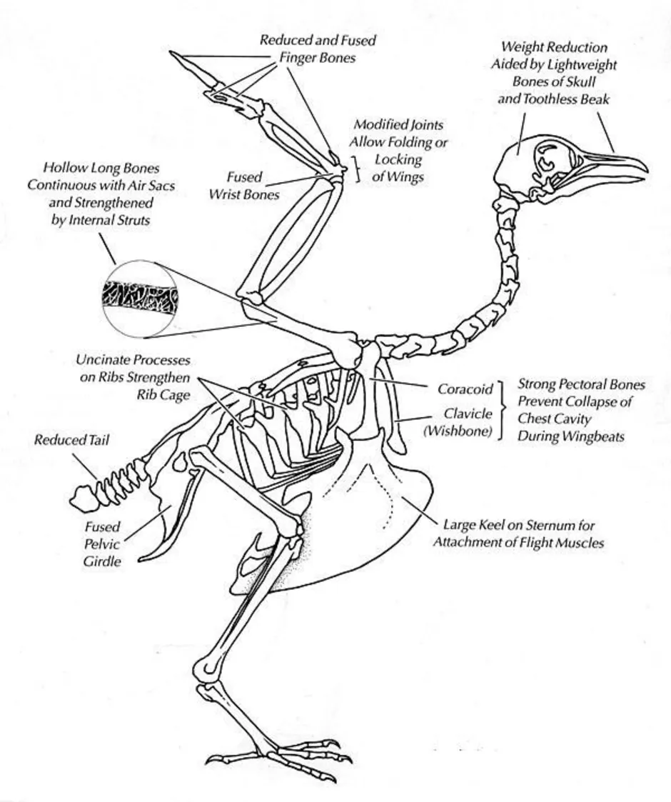 Рисунок скелета голубя