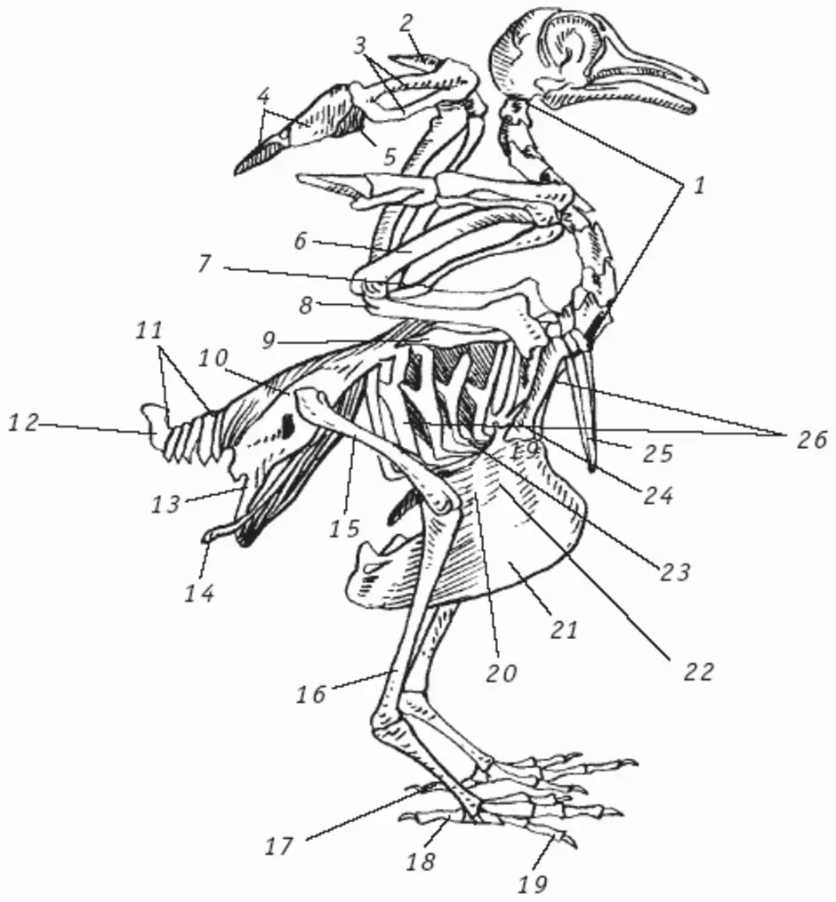 Скелет птиц приспособлен у птиц кости. Строение скелета сизого голубя. Строение скелета птицы голубя. Внутреннее строение голубя скелет. Скелет сизого голубя биология 7.