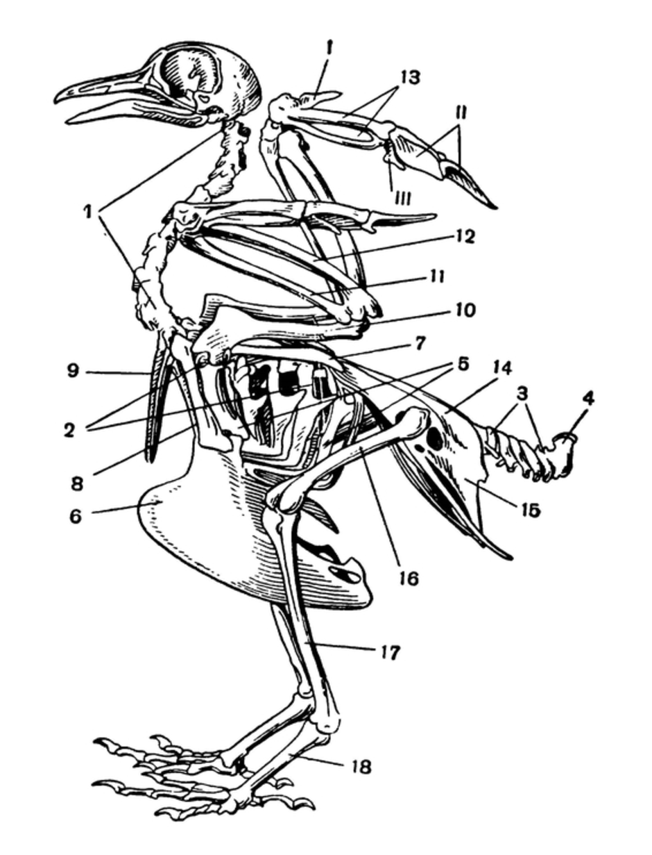 Вырост грудины киль. Строение скелета сизого голубя. Скелетное строение голубя. Скелет сизого голубя биология 7. Скелет сизого голубя 154.