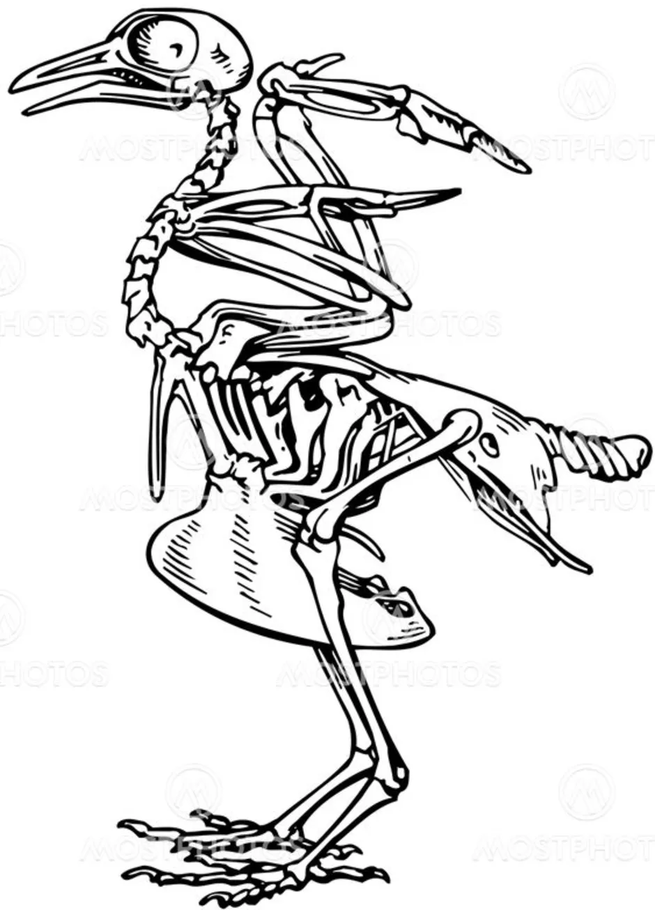 На рисунке изображен скелет птицы. Скелет голубя. Скелет сизого голубя. Скелет птицы без подписей. Скелет голубя рисунок.