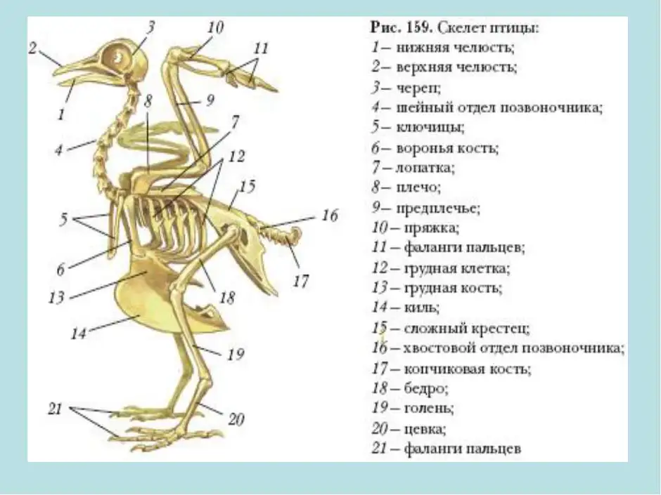 Внутреннее строение птицы биология 7 класс рисунок