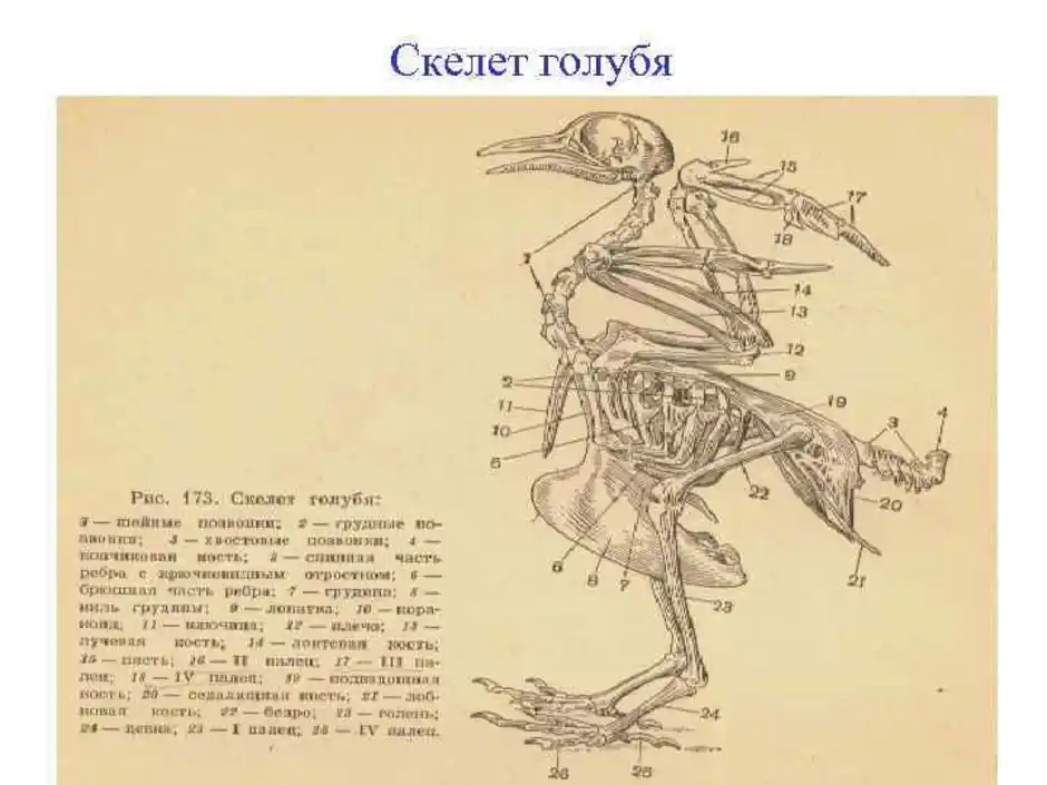 Рассмотрите рисунок напишите названия костей скелета птицы обозначенных цифрами