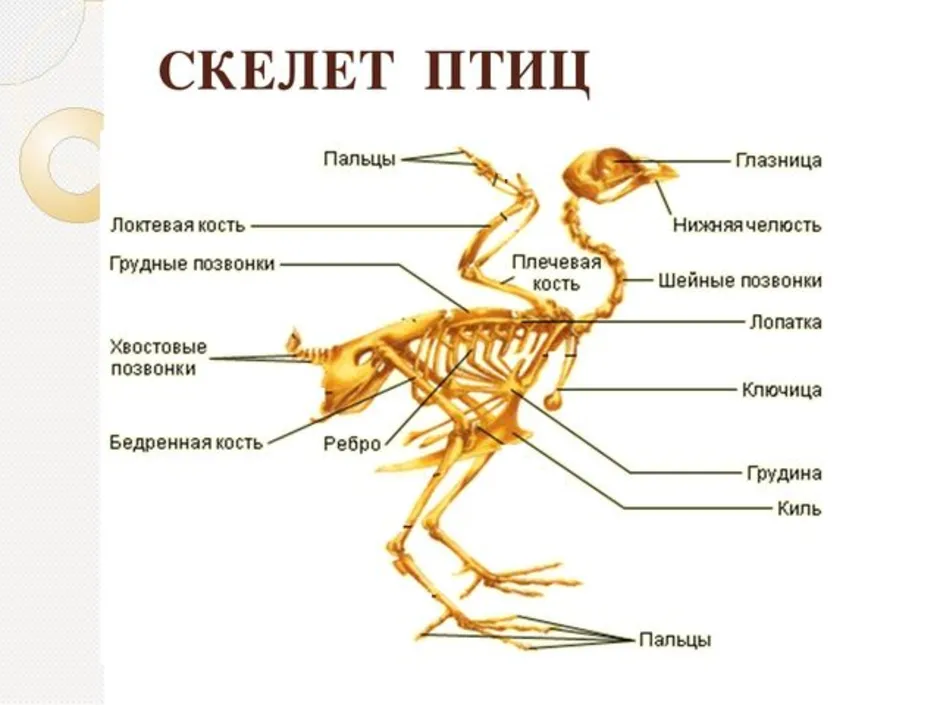 Каковы особенности строения скелета птиц