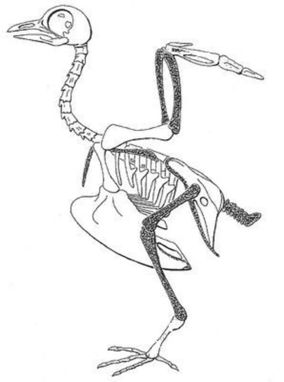 Скелет птицы легко. Строение скелета сизого голубя 7 класс биология. Скелет птицы. Скелет птицы легкий. Скелет голубя.