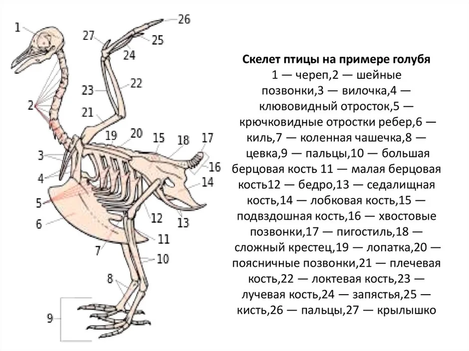 Рисунок скелета голубя